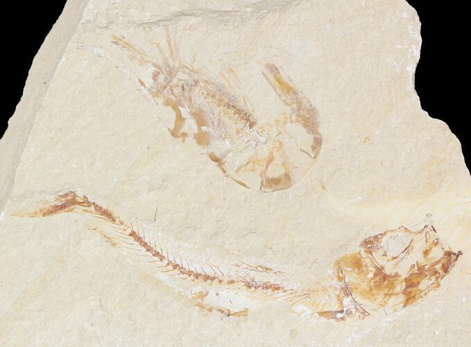 Cretaceous Fossil Shrimp & Fish - Lebanon #48564